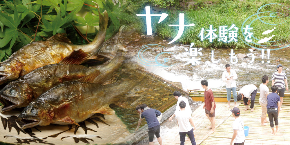 ヤナ特集