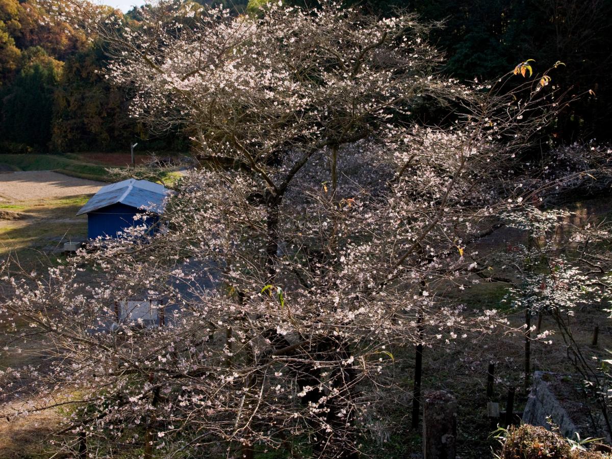 前洞の四季桜