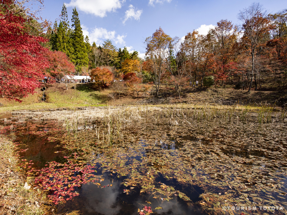 タカドヤ湿地