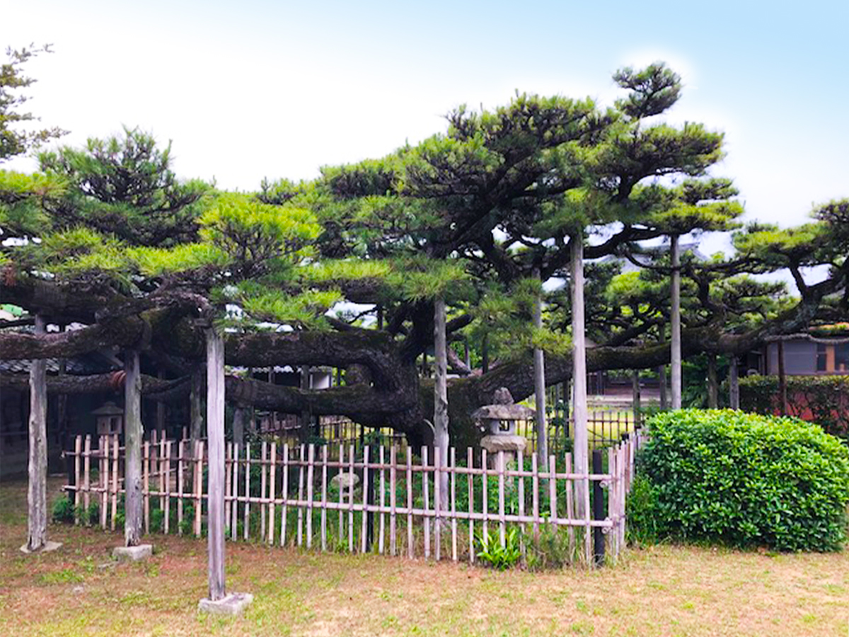 永安寺の雲竜の松