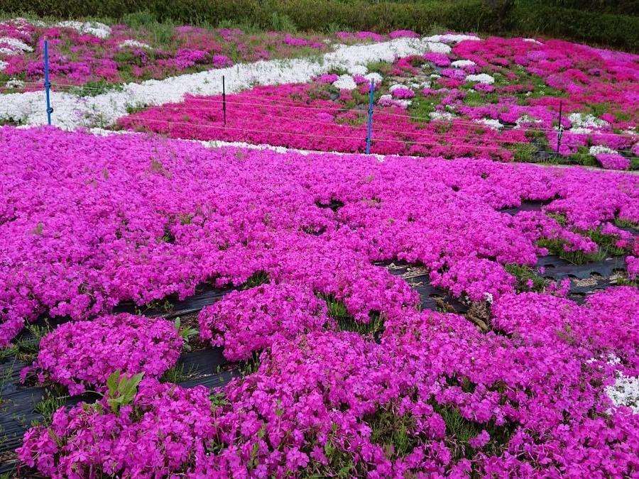 川見四季桜の里（芝桜）