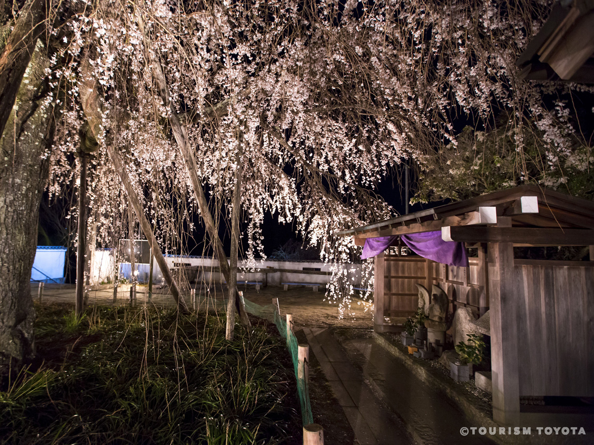 金剛寺のしだれ桜