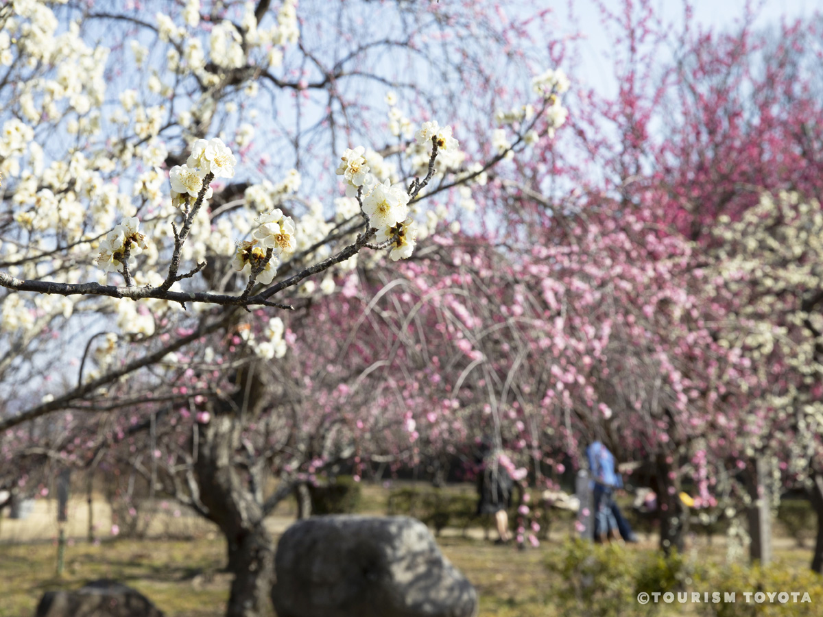 平芝公園梅まつり