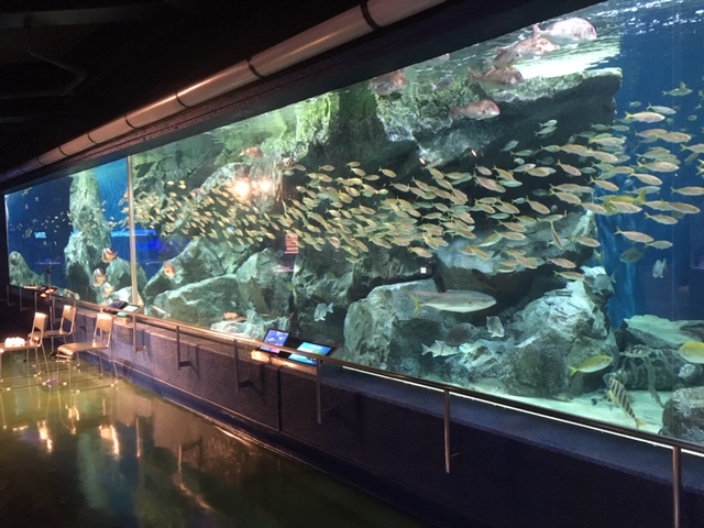 水族館大水槽