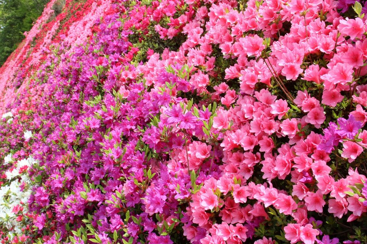 キリシマツツジの開花（つどいの丘）