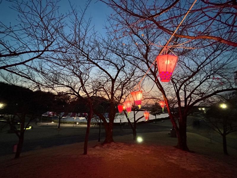 保田ヶ池公園桜ライトアップ