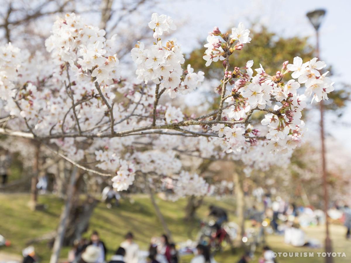 水源桜まつり