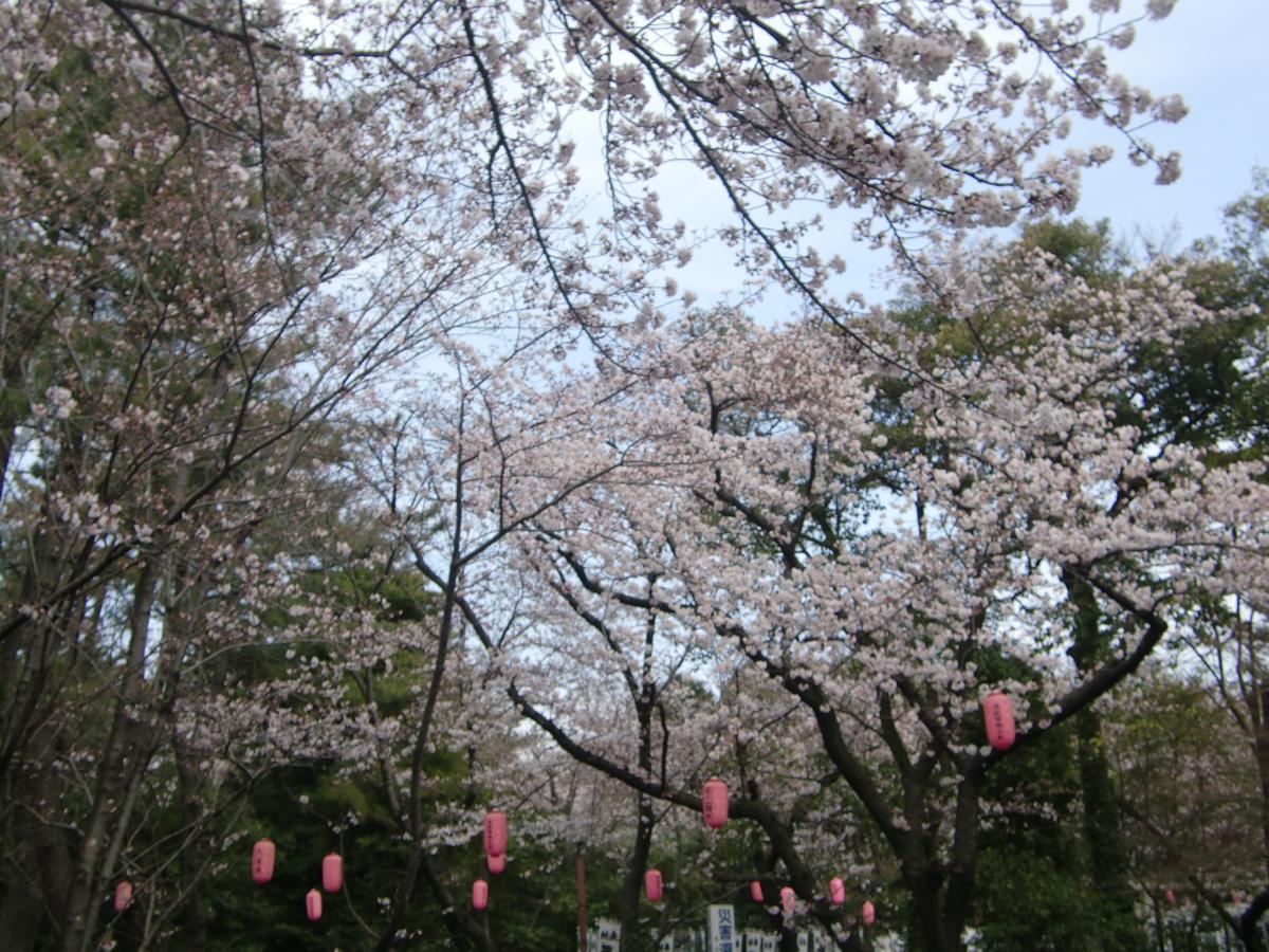 大山千本桜ライトアップ