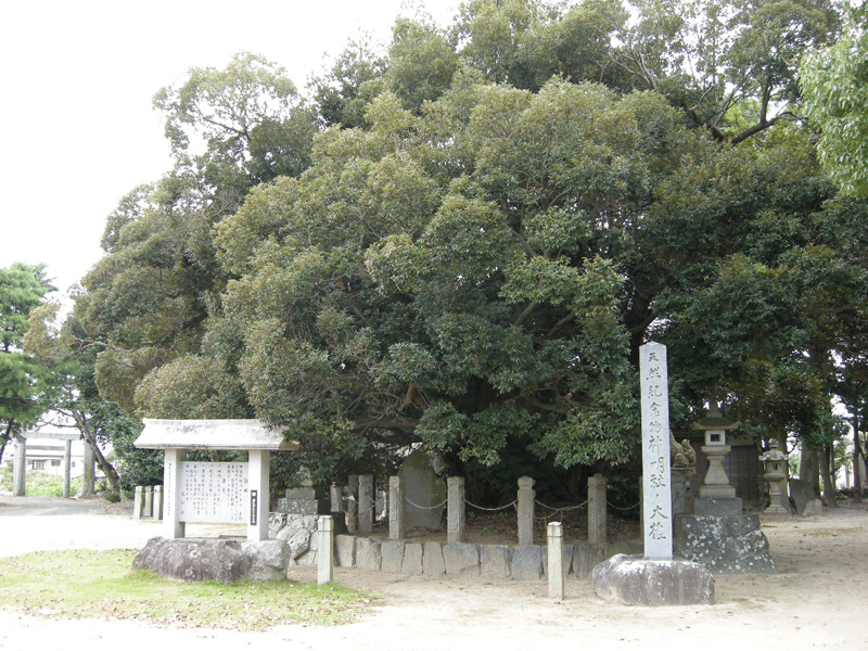 神明社の大シイ（上永良神明社）