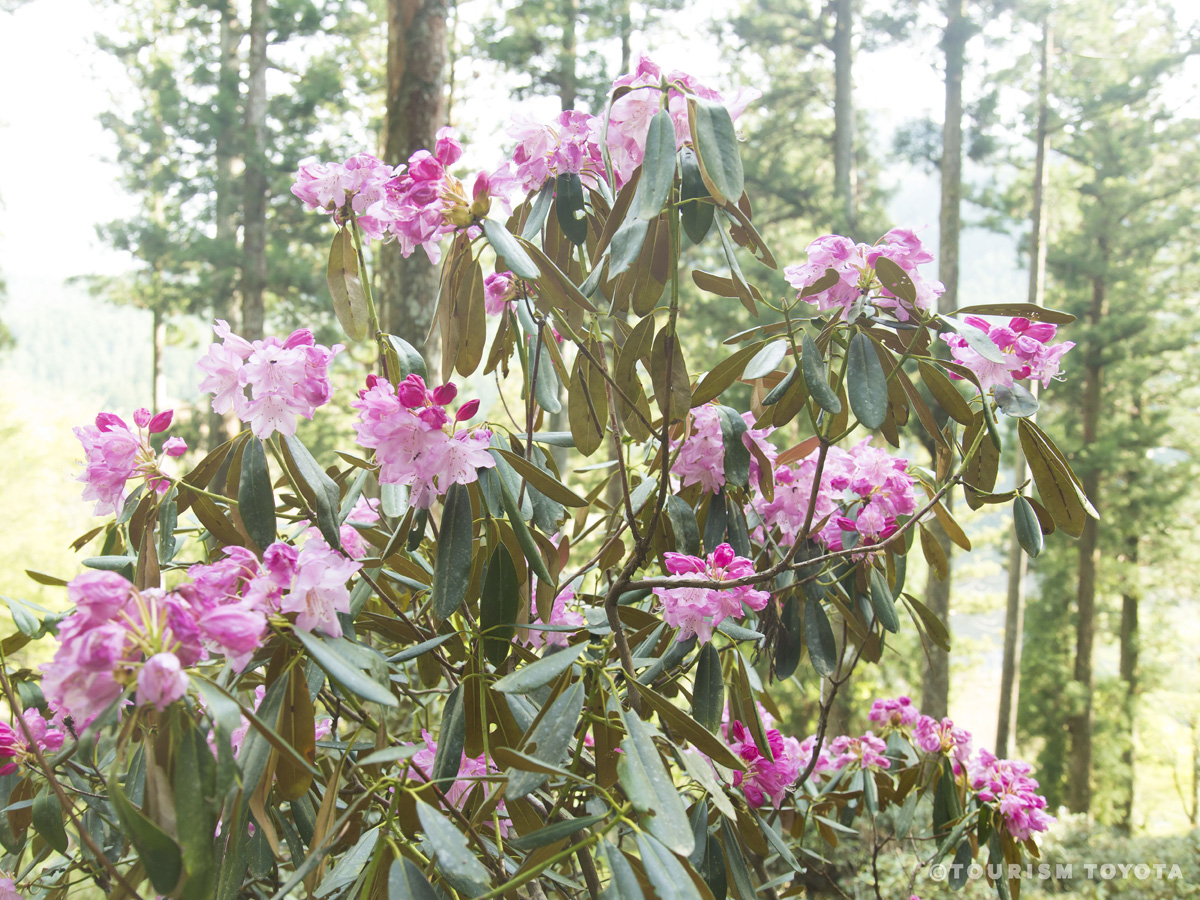 大井平公園シャクナゲ