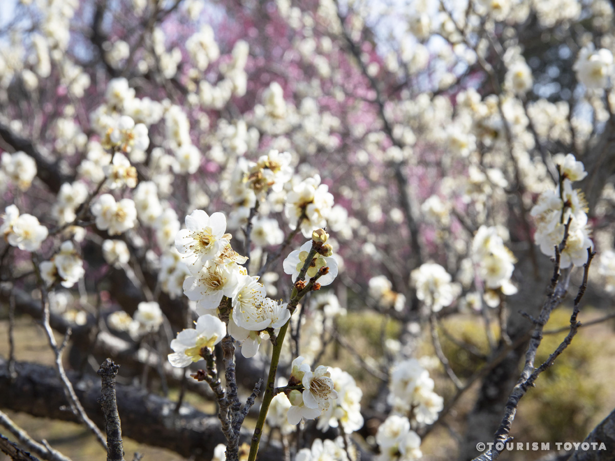 平芝公園梅まつり