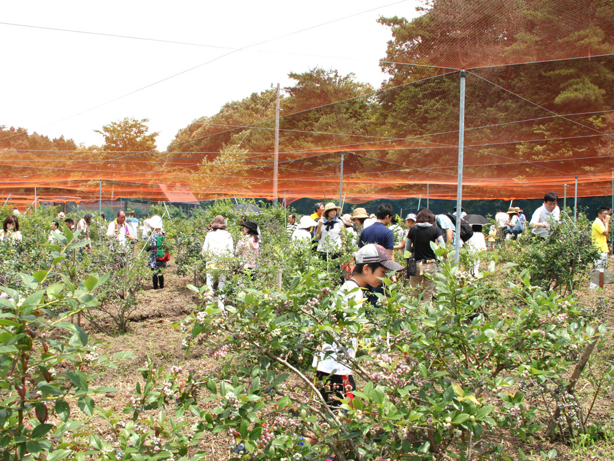 下山ブルーベリー農園