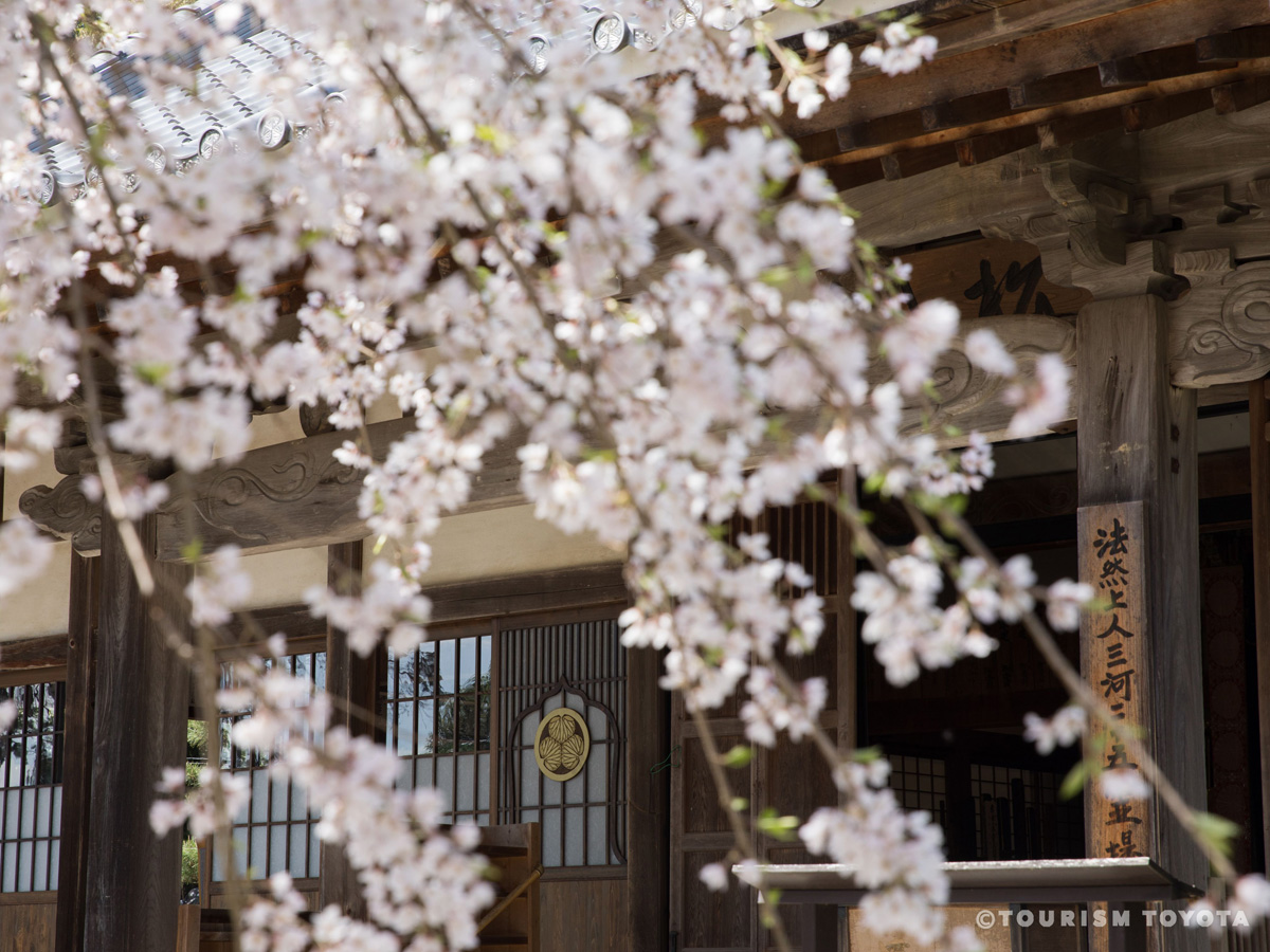 高月院しだれ桜