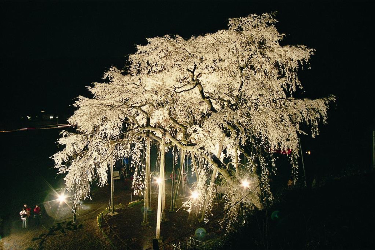 奥山田しだれ桜