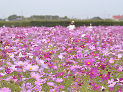 赤松町ふれあいコスモスまつり