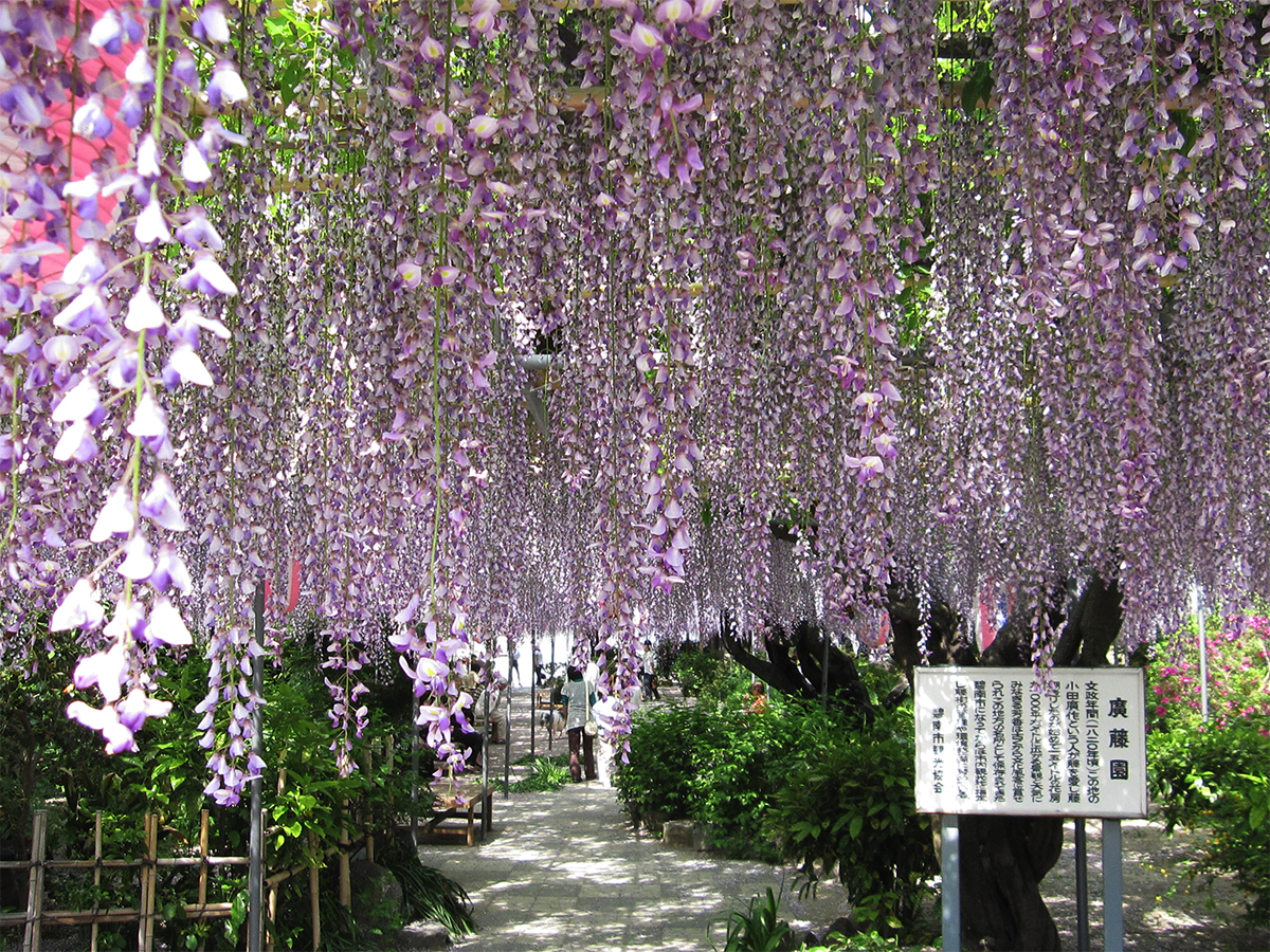 広藤園藤まつり