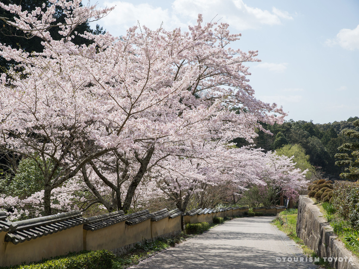 高月院しだれ桜