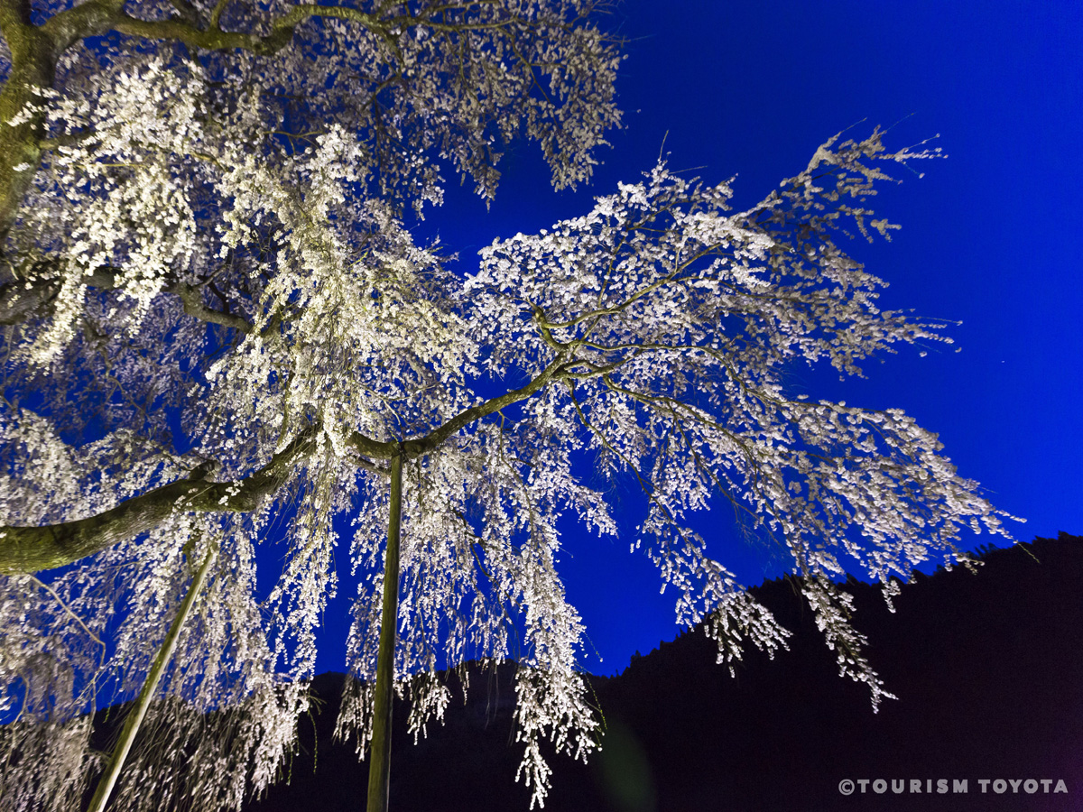 大安寺しだれ桜