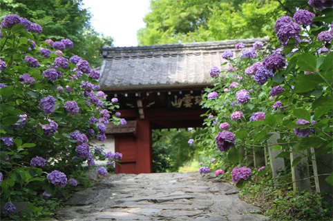 本光寺紫陽花まつり