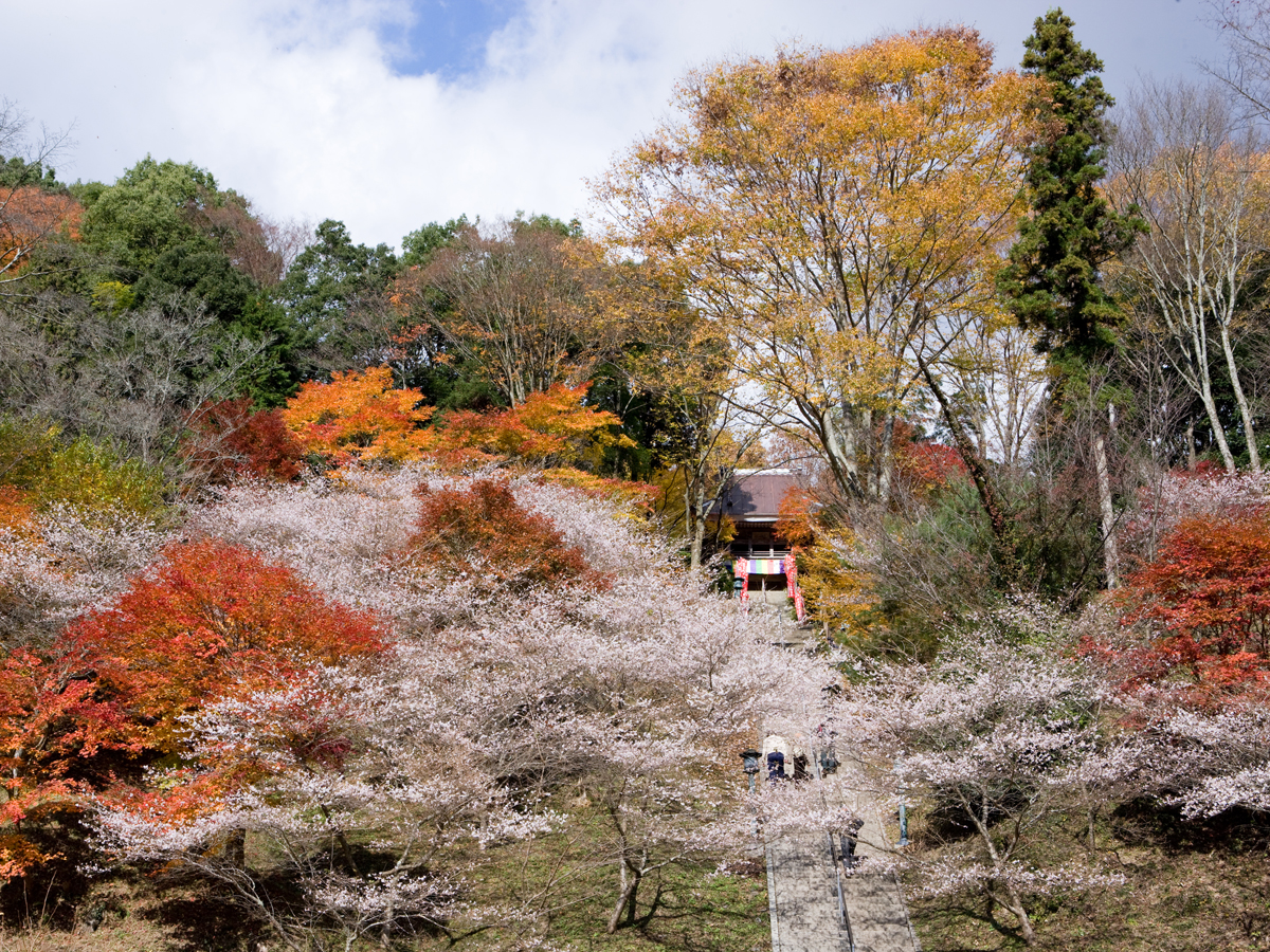 川見薬師寺 