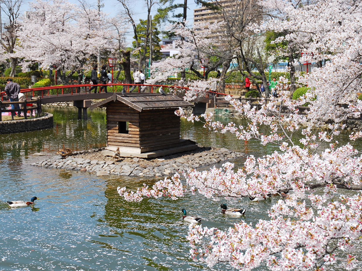 安城桜まつり