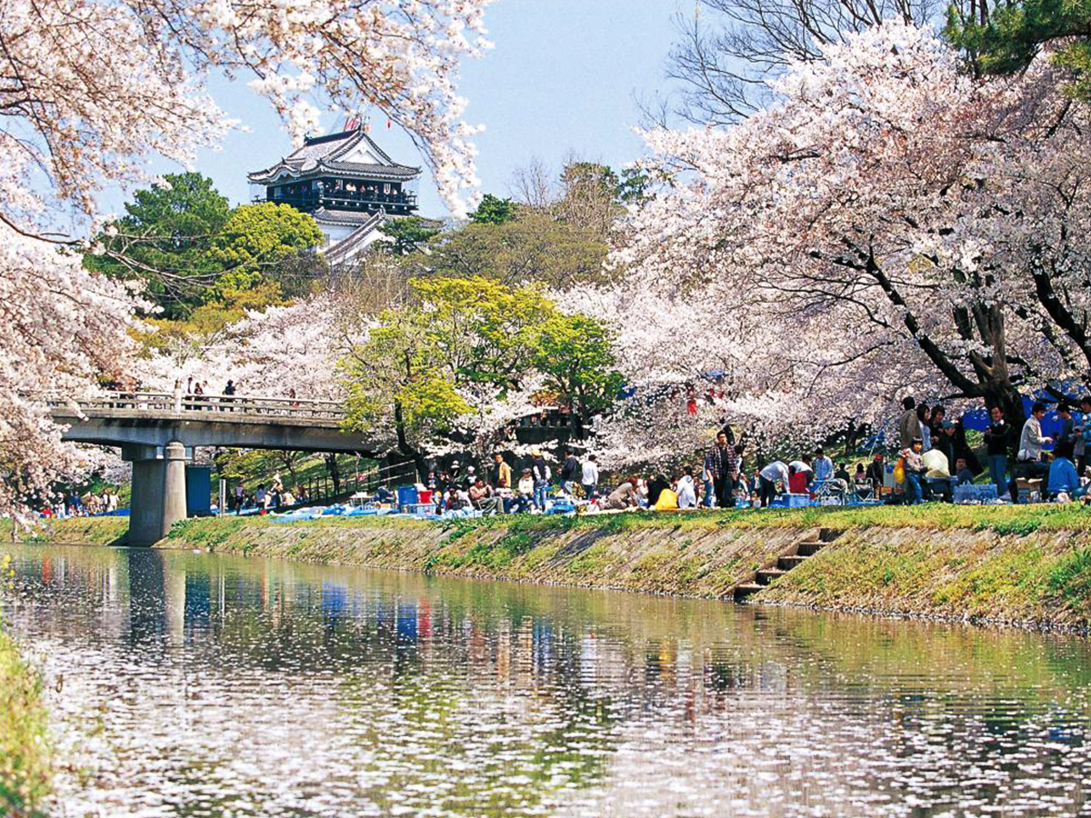 岡崎の桜まつり