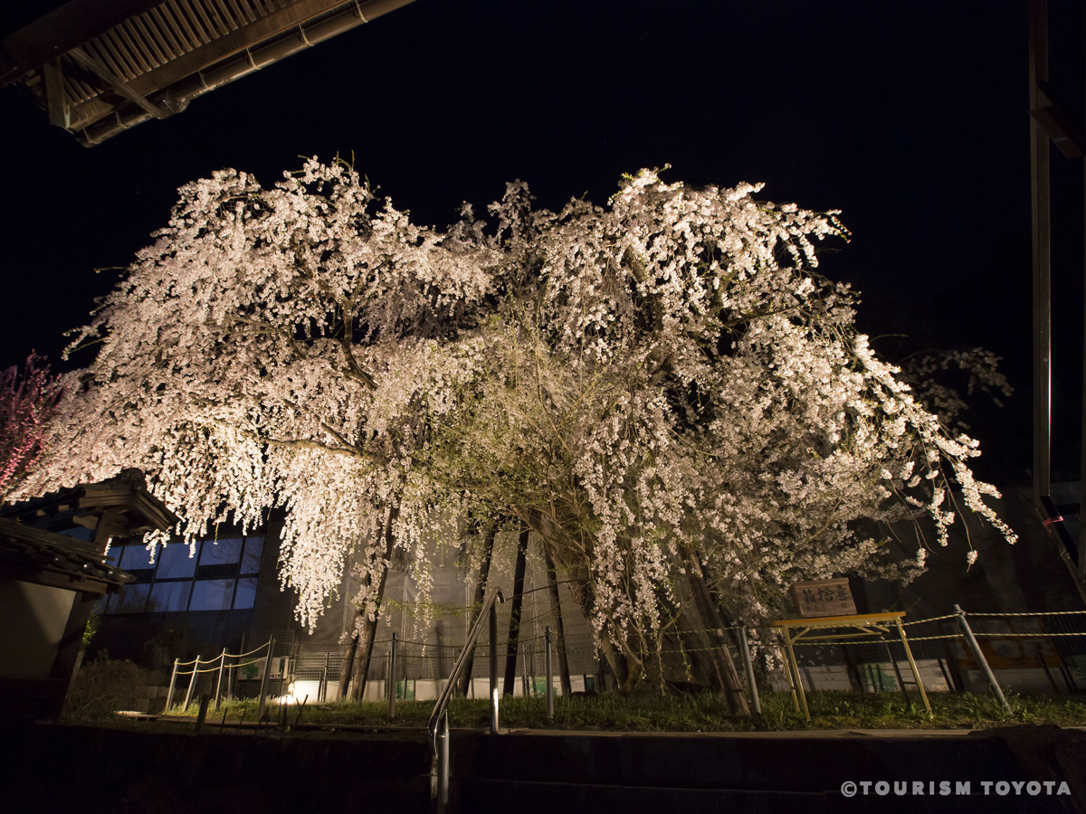 瑞龍寺しだれ桜