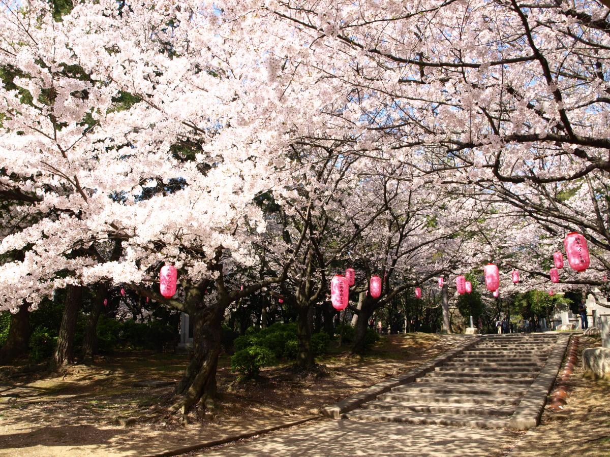 大山千本桜ライトアップ