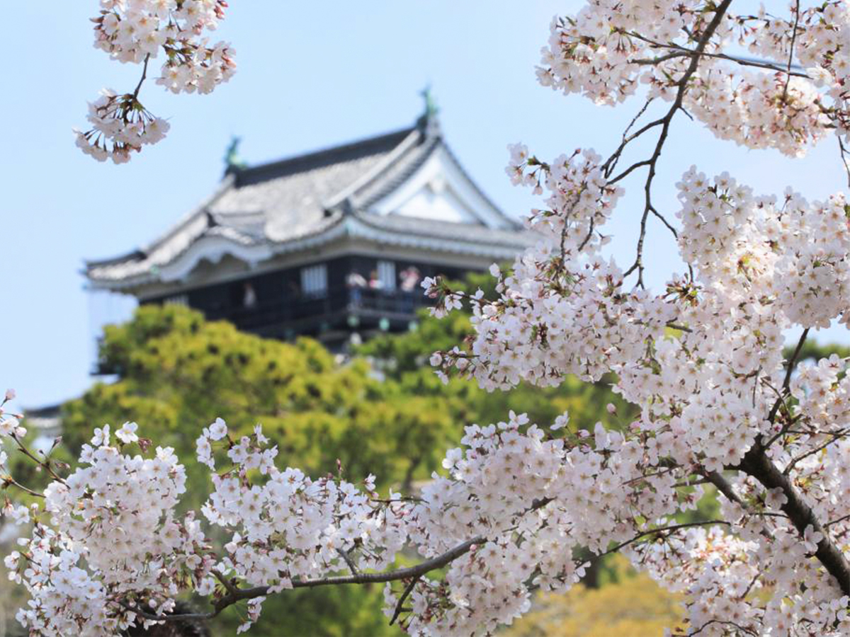 岡崎の桜まつり