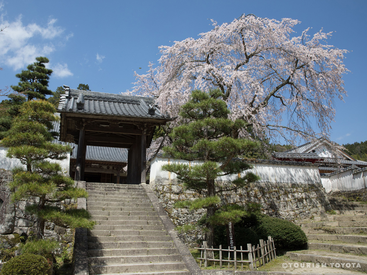 高月院しだれ桜