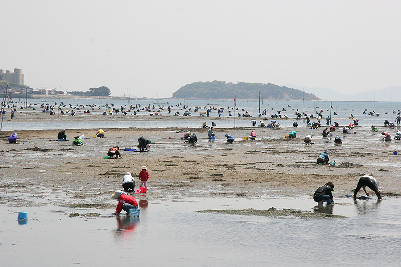 吉田海岸潮干狩り