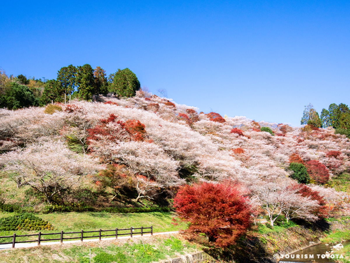 川見四季桜の里