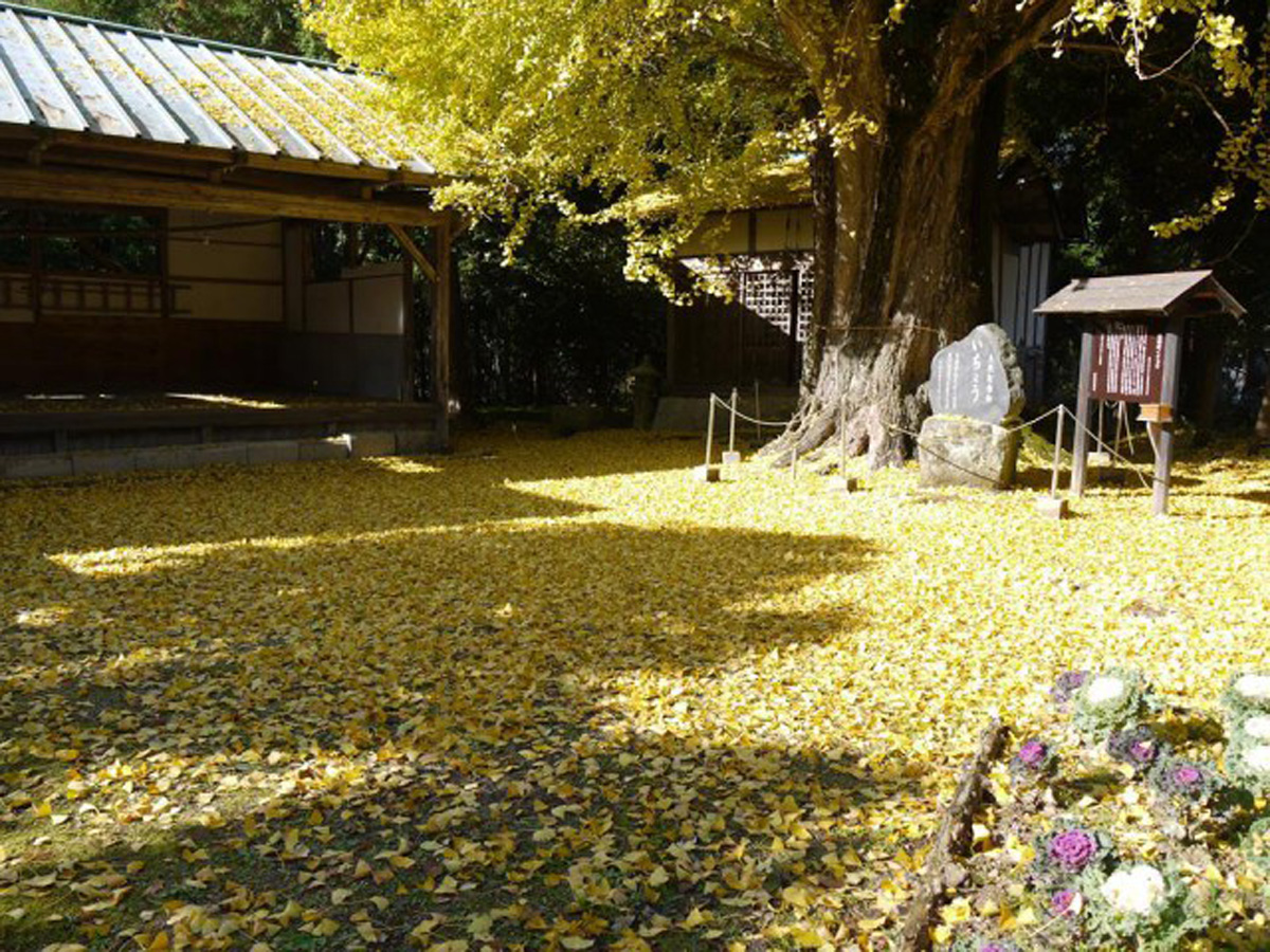 時瀬の大イチョウ