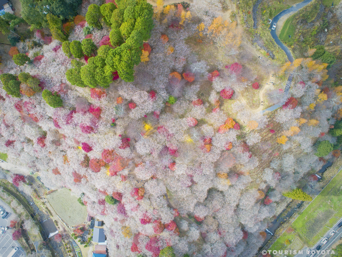 小原四季桜まつり