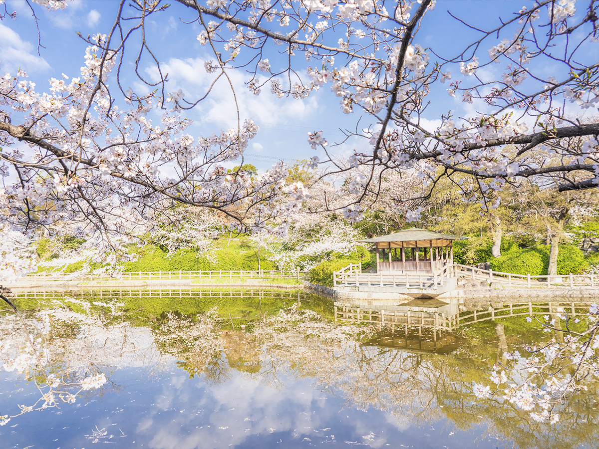 刈谷桜まつり（亀城公園）