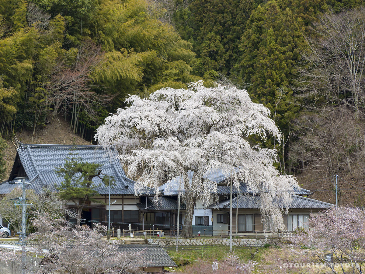 大安寺　しだれ桜