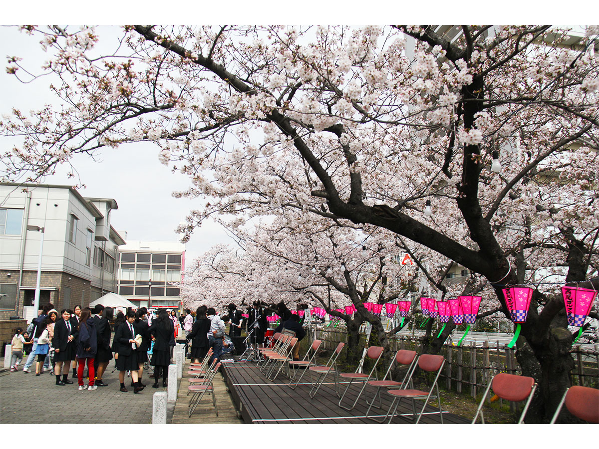 西尾みどり川桜まつり