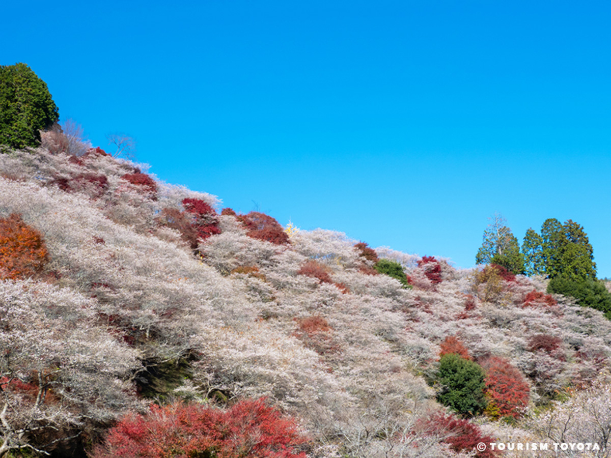 川見四季桜の里