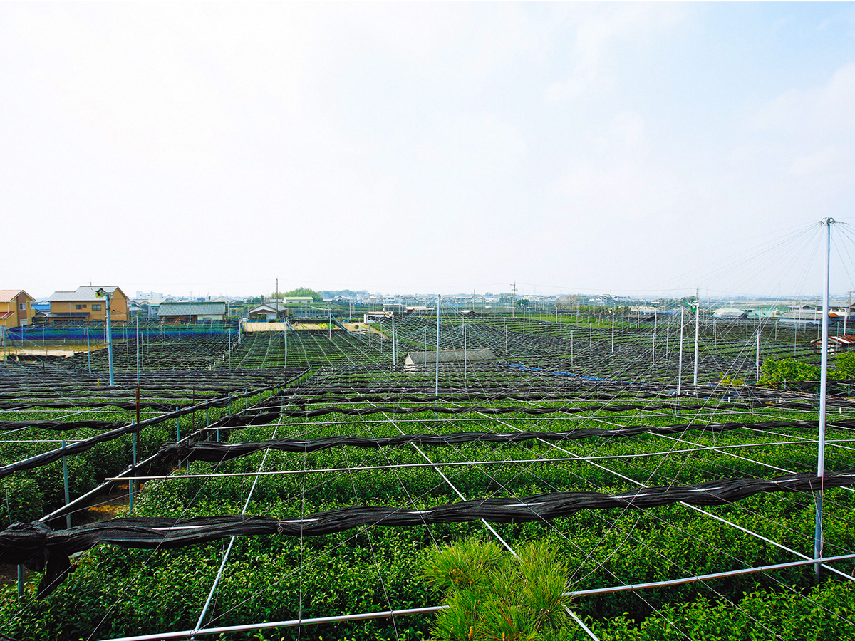 稲荷山茶園公園