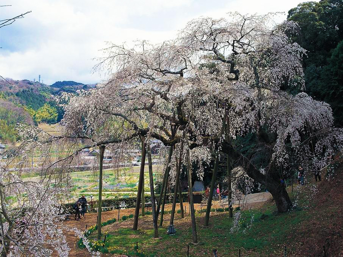 奥山田しだれ桜