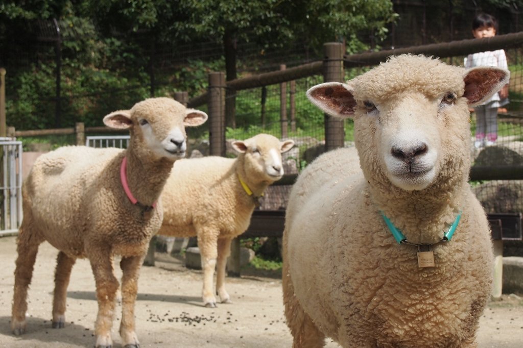 東公園（動物園）