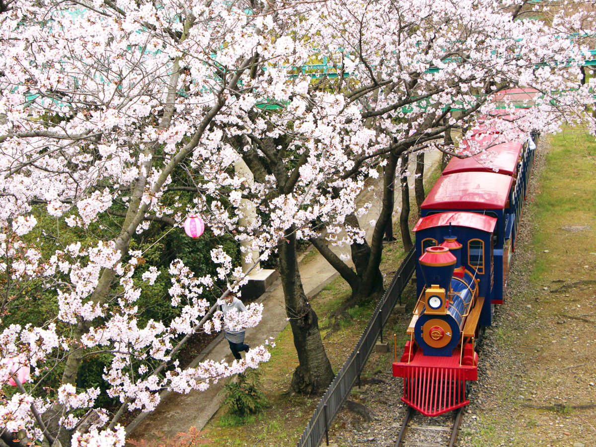 明石公園桜まつり