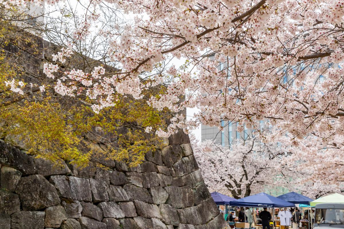 挙母城隅櫓跡(桜城)・桜城址公園