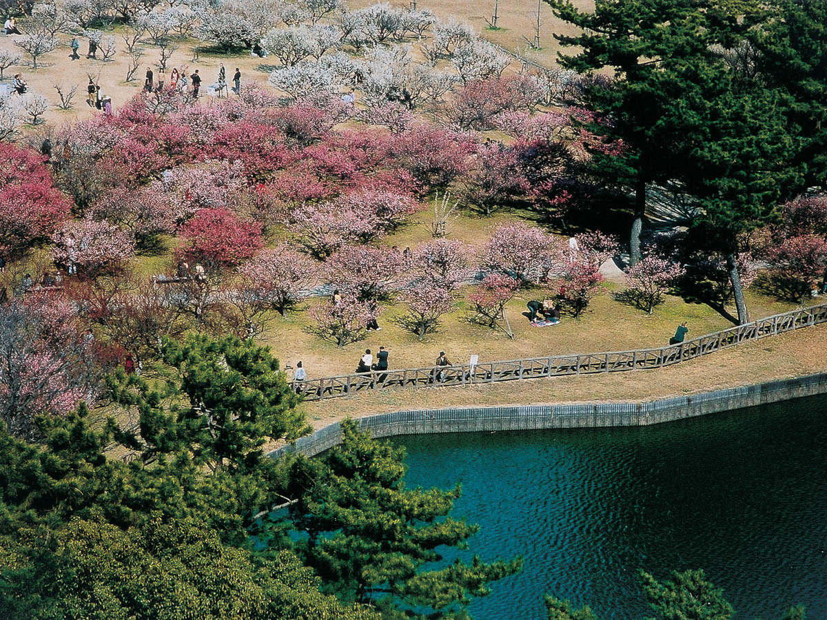 南公園 梅まつり