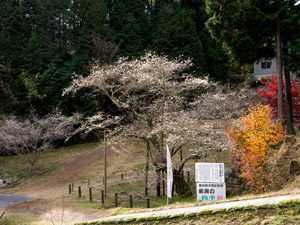 前洞の四季桜