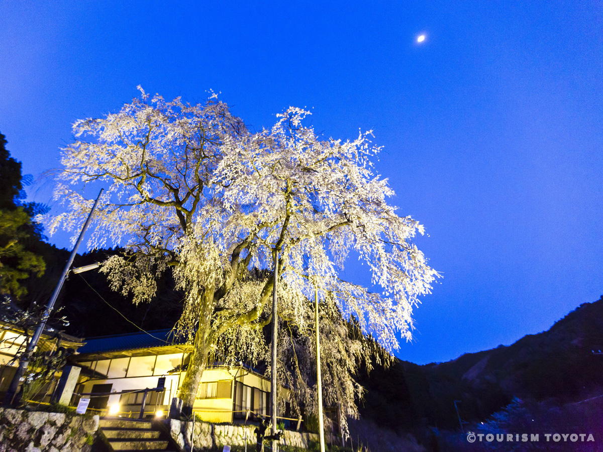 大安寺しだれ桜