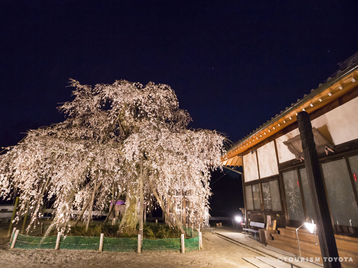 金剛寺のしだれ桜