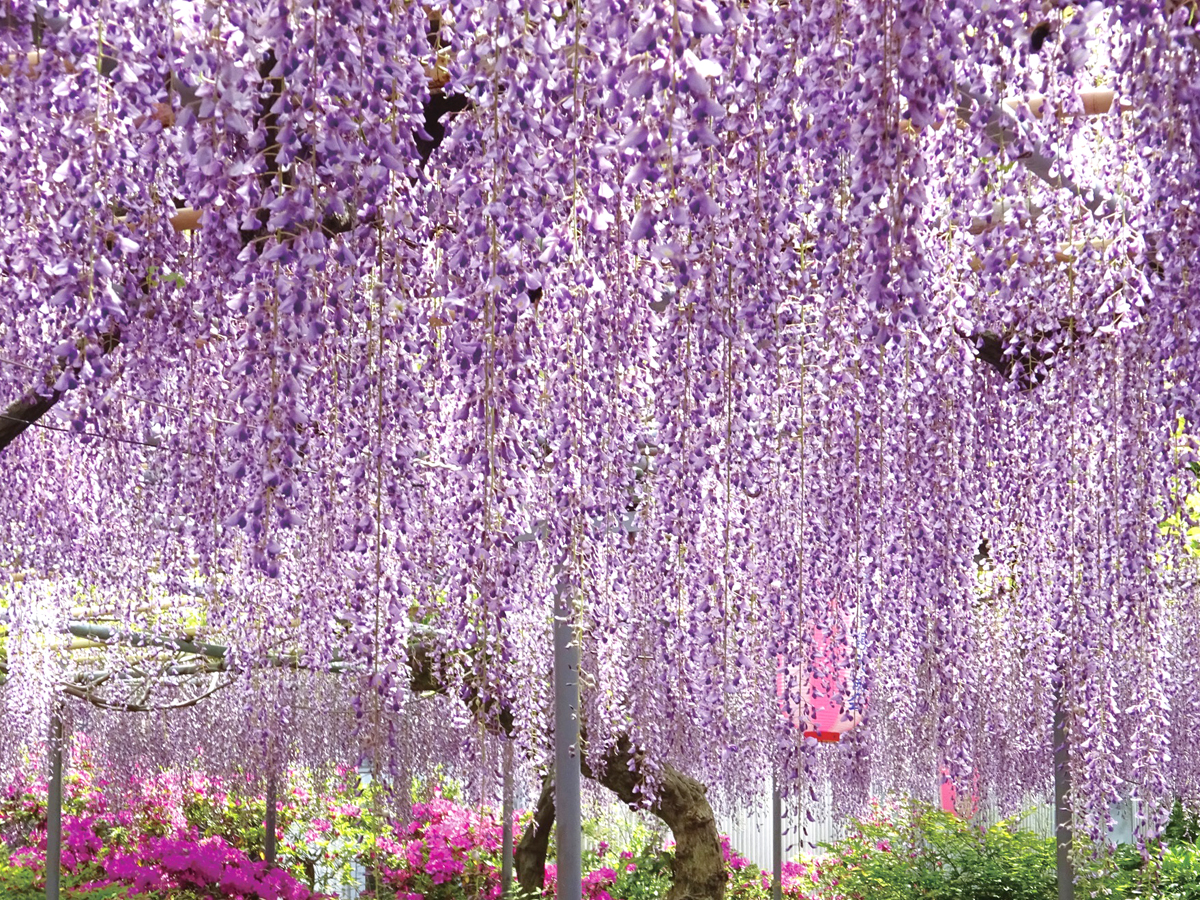 広藤園藤まつり