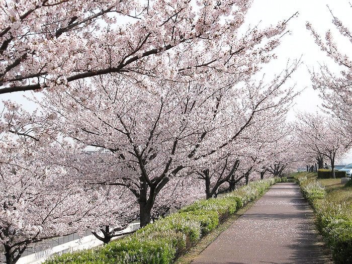 矢作川桜づつみ