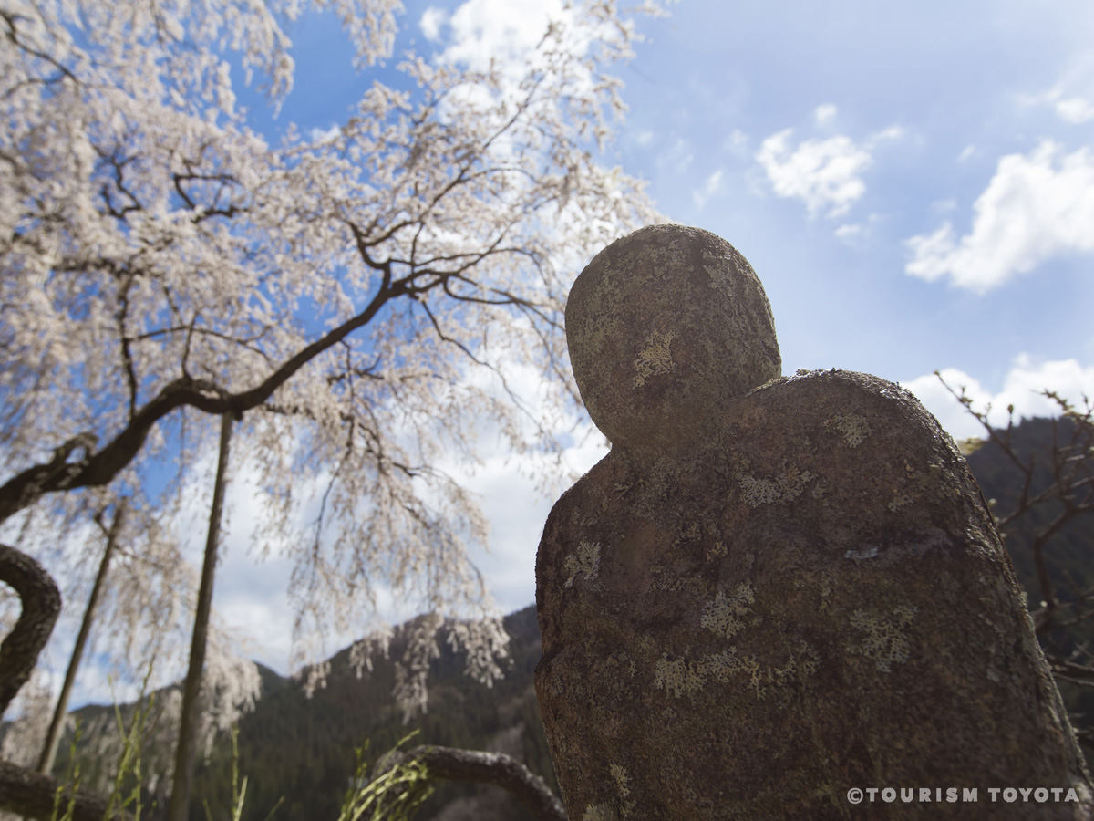 大安寺しだれ桜